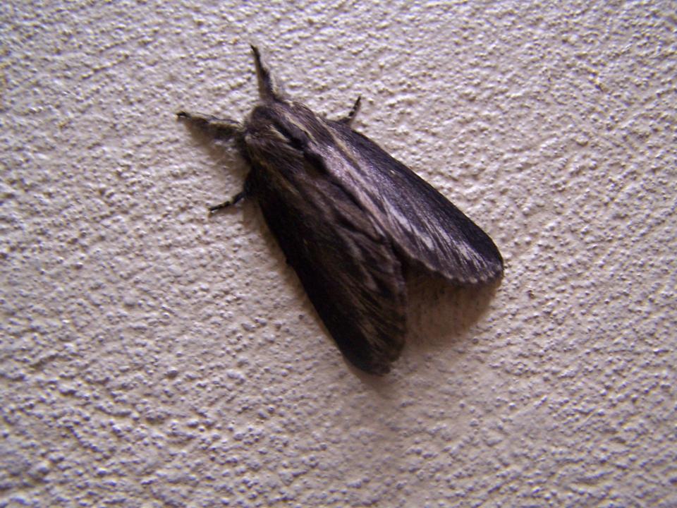 FIGURE 1 FIGURE 1